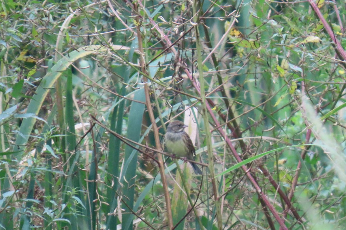 Black-faced Bunting - ML644913769