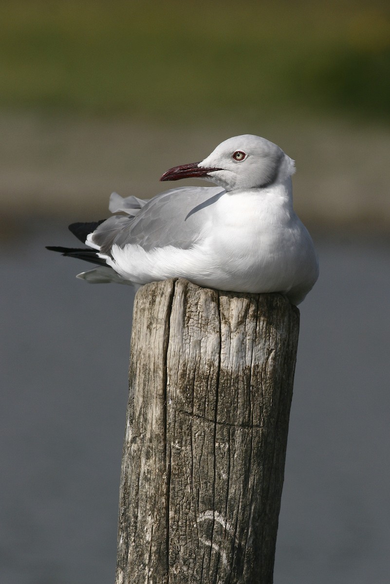 gråhodemåke - ML644913772