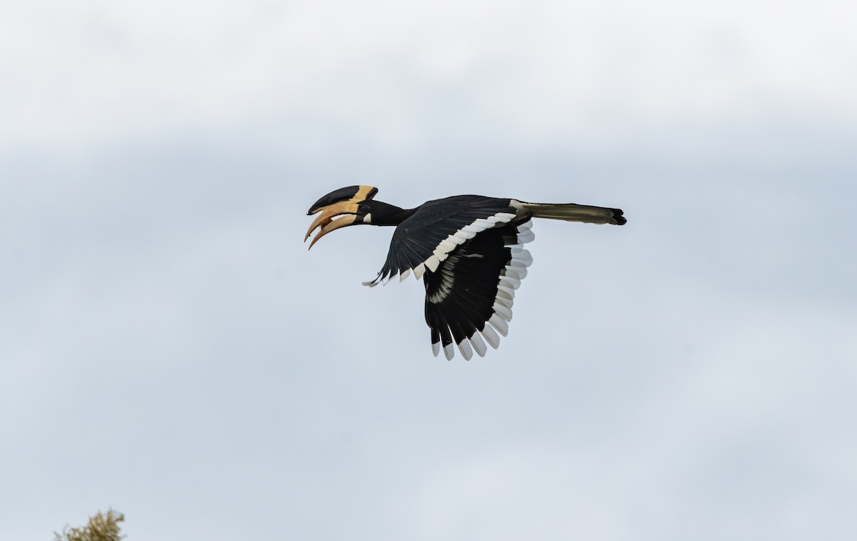 カササギサイチョウ - ML644913791