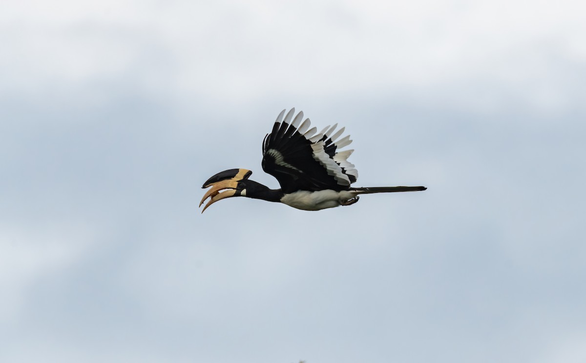 カササギサイチョウ - ML644913792