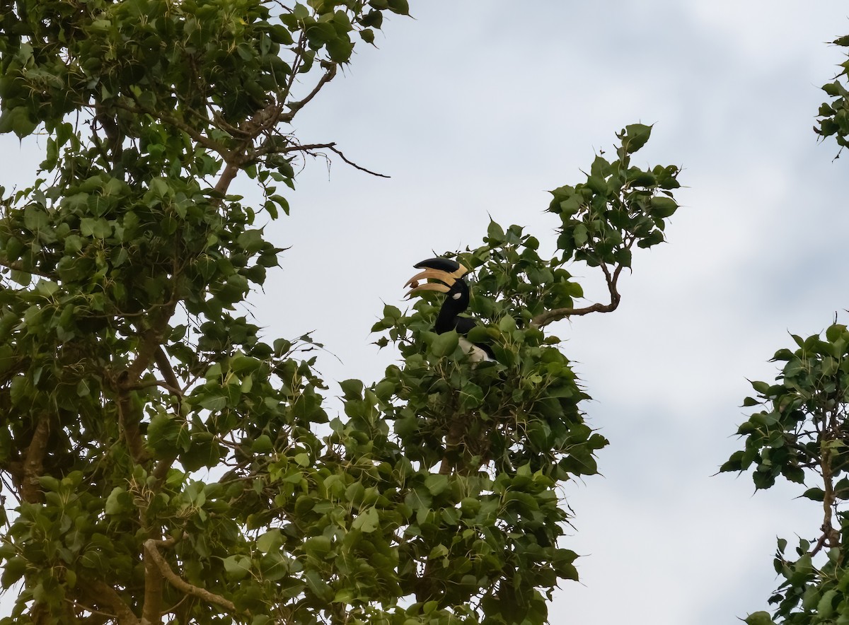 カササギサイチョウ - ML644913793