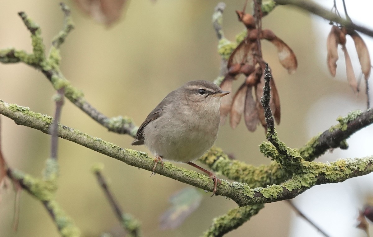 עלווית כהה - ML644913803