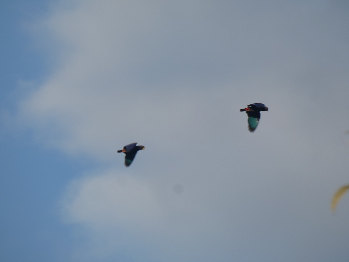 Bronze-winged Parrot - ML644913828