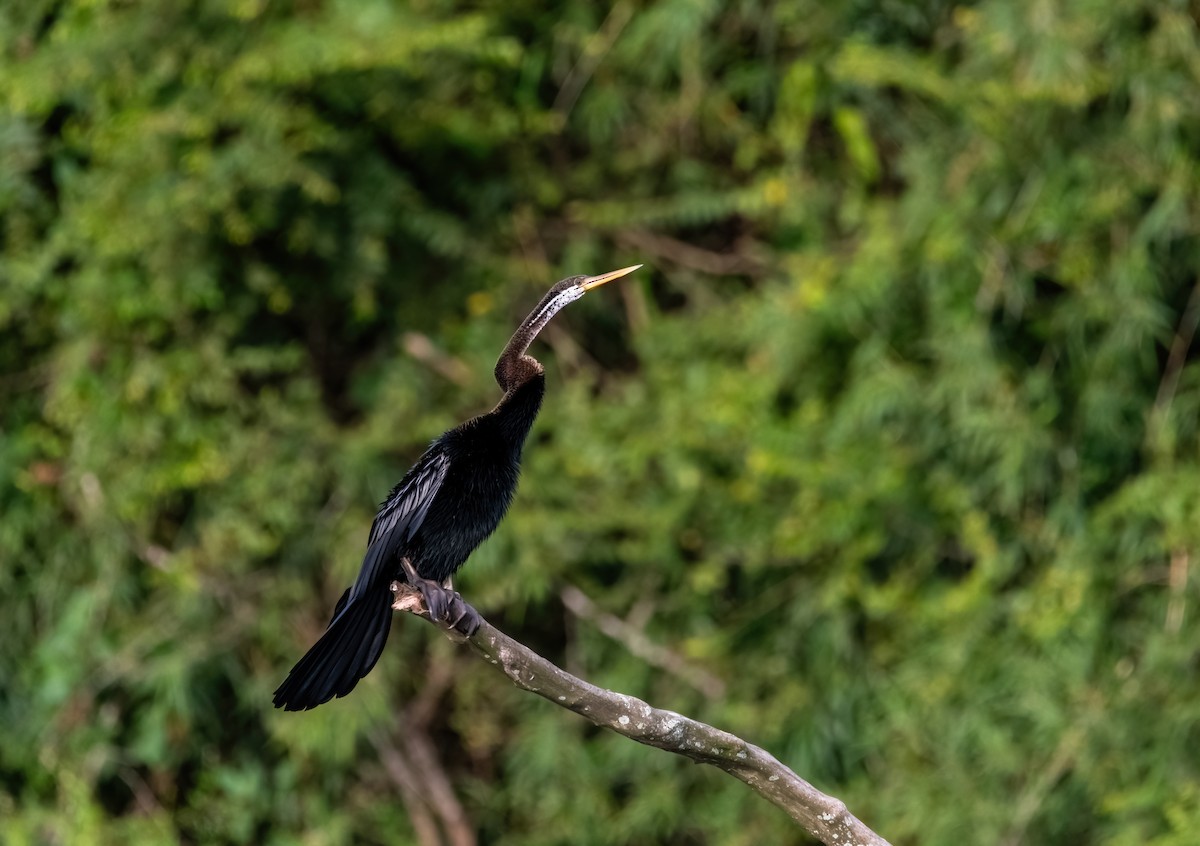 Doğu Yılanboyunu - ML644913870