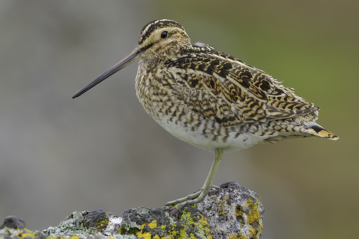 Common Snipe - ML644913876