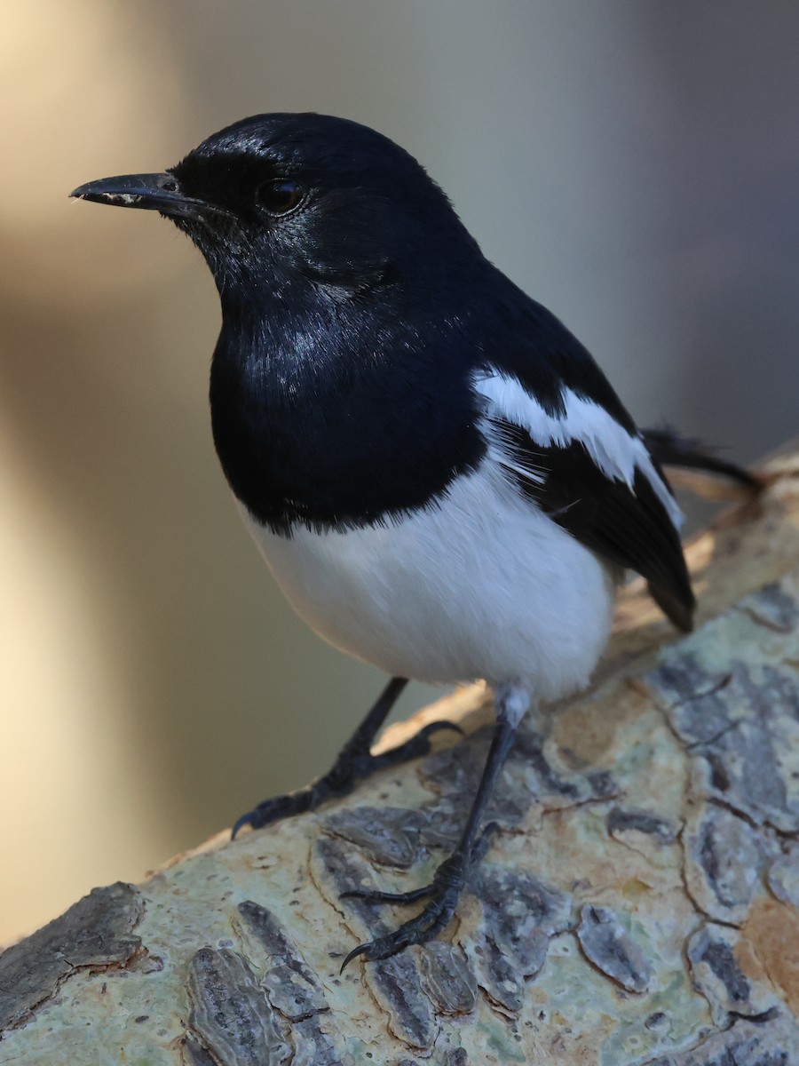 Madagascar Magpie-Robin - ML644913891