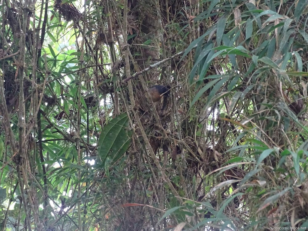 Blue-backed Conebill - ML644913893