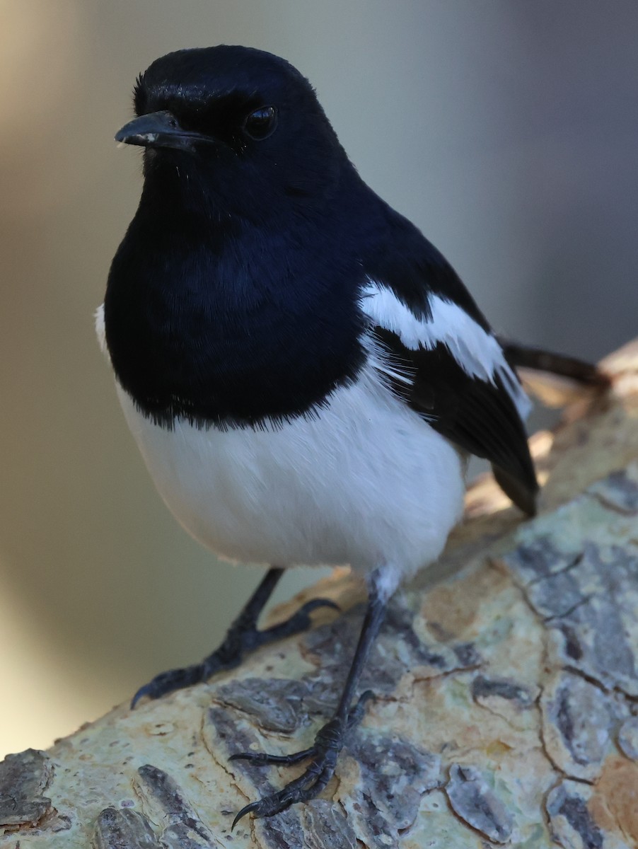 Madagascar Magpie-Robin - ML644913895