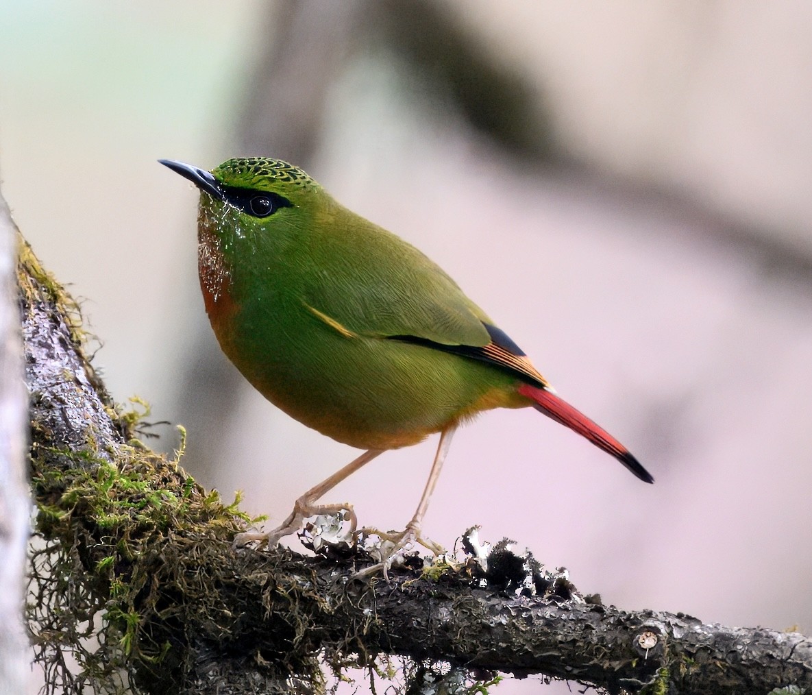 Fire-tailed Myzornis - ML644913896