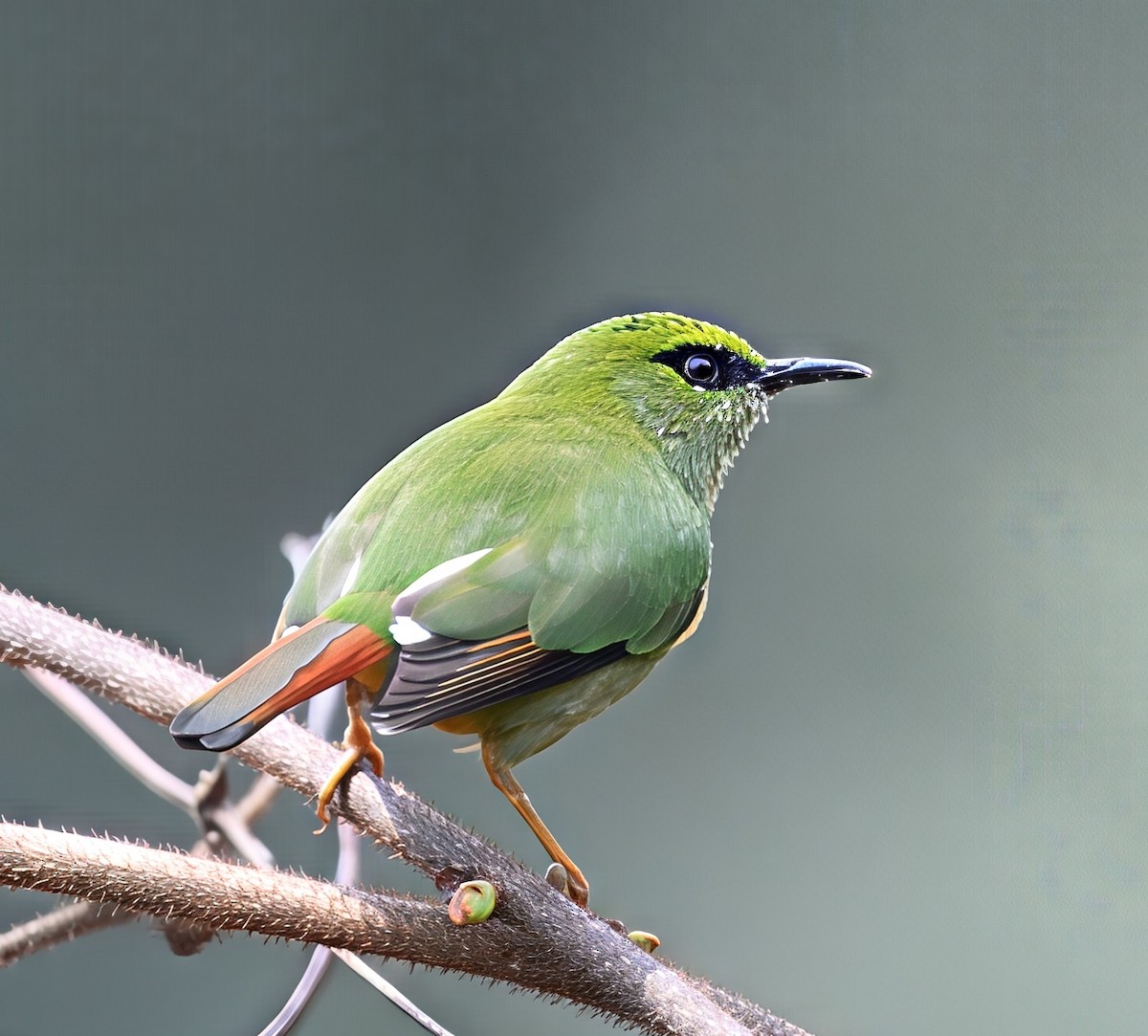 Fire-tailed Myzornis - ML644913897