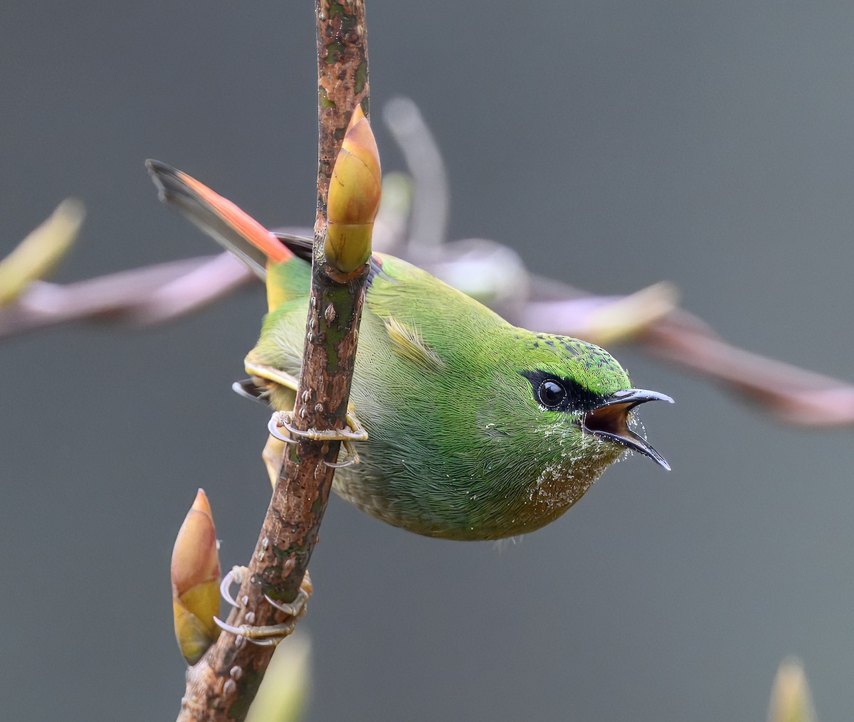 Fire-tailed Myzornis - ML644913898