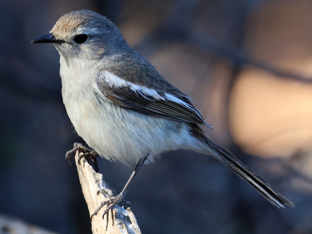 Madagascar Magpie-Robin - ML644913899