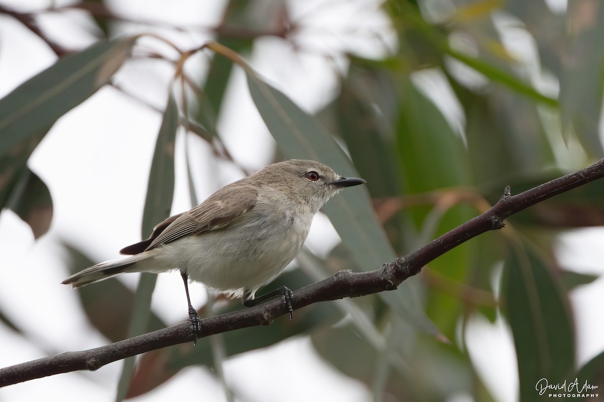 Western Gerygone - ML644913938