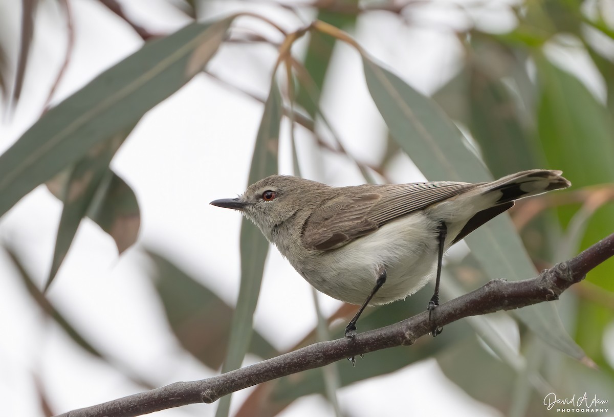 Western Gerygone - ML644913939