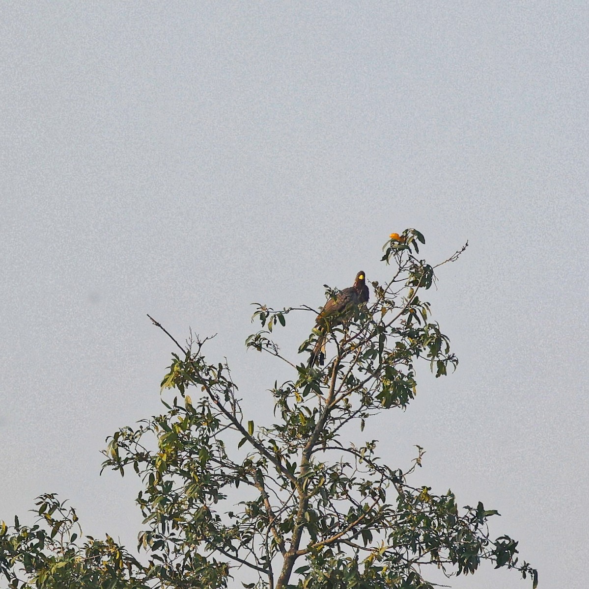 Eastern Plantain-eater - ML644913947