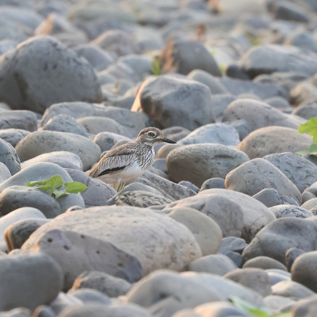 Senegal Thick-knee - ML644913949