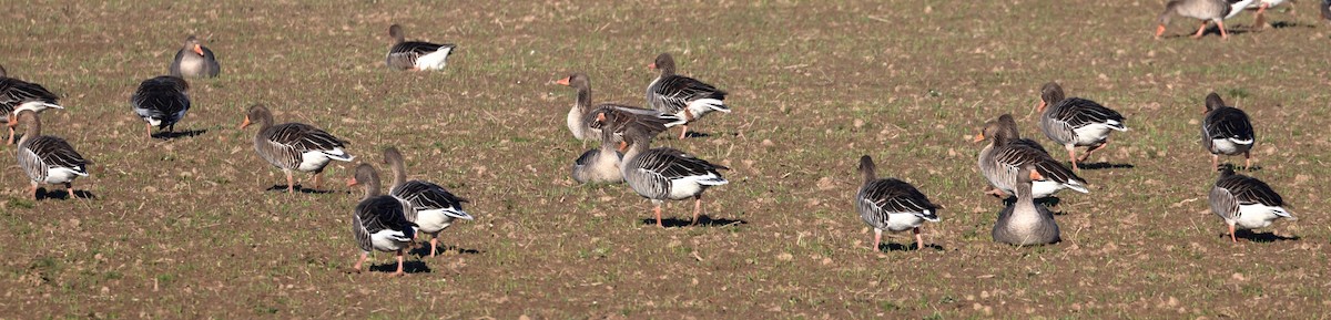 Graylag Goose - ML644913966