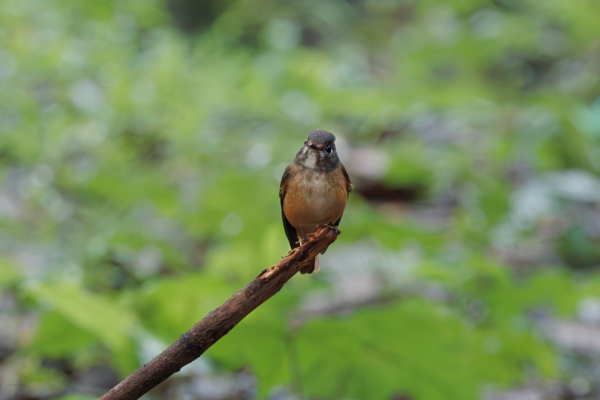 Ferruginous Flycatcher - ML644913969