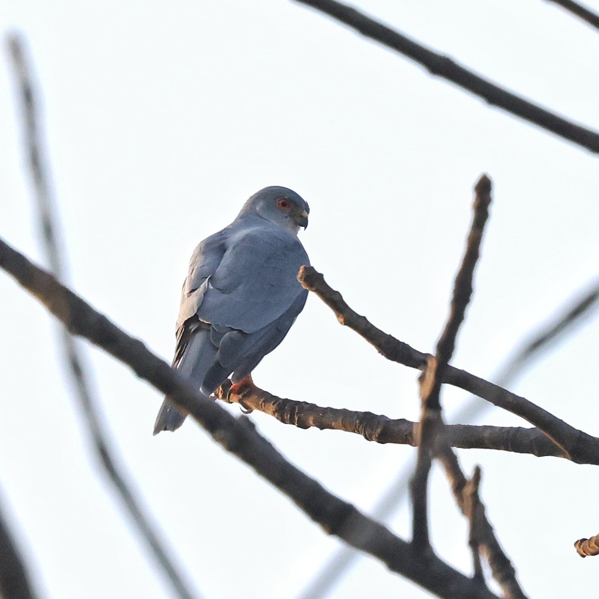Little Sparrowhawk - ML644913971
