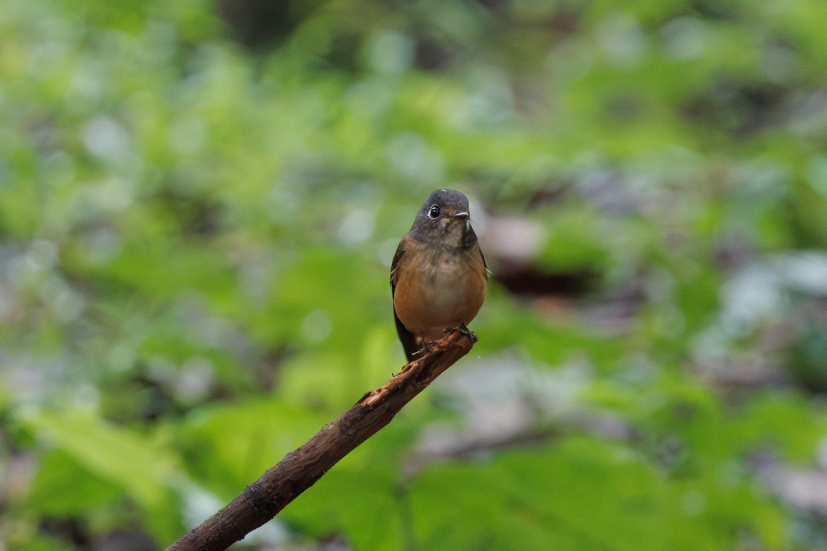 Ferruginous Flycatcher - ML644913973