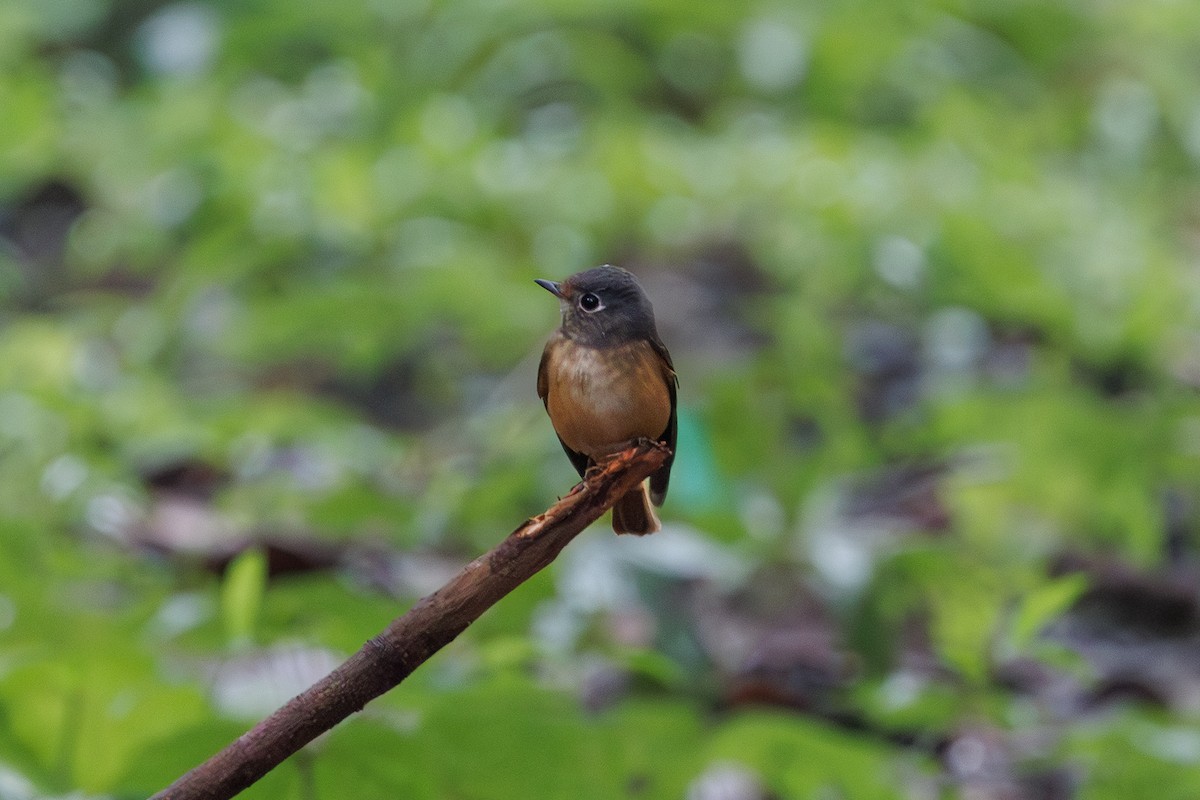 Ferruginous Flycatcher - ML644913977