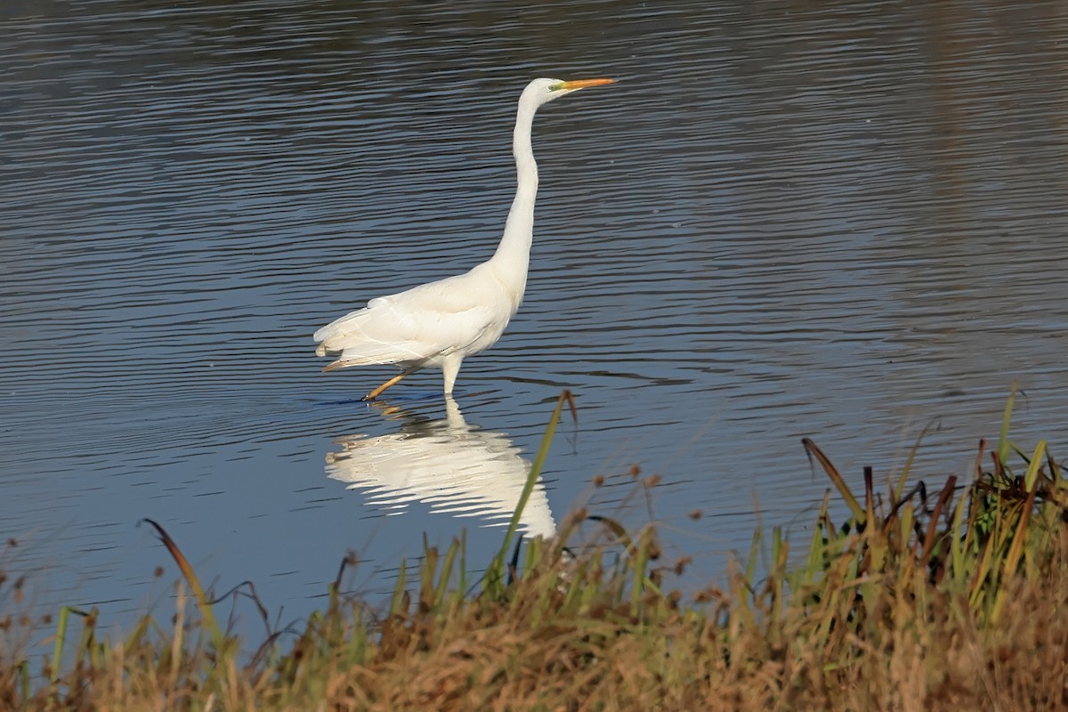 Great Egret - ML644913978