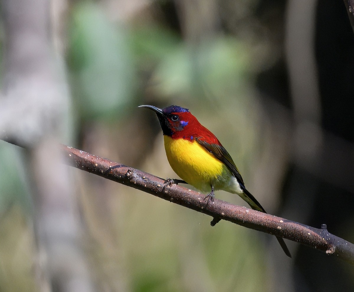 Mrs. Gould's Sunbird - ML644913985