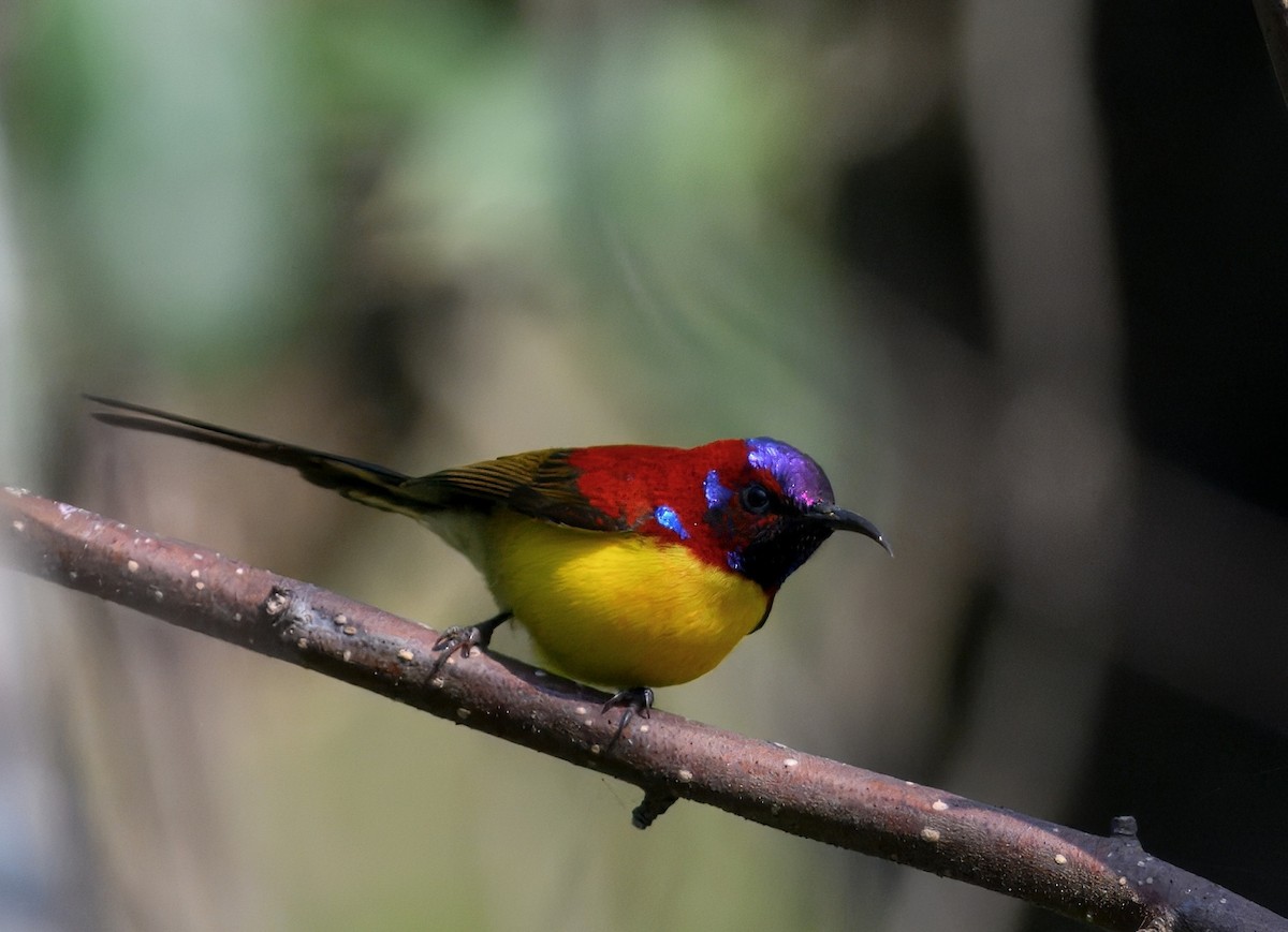 Mrs. Gould's Sunbird - ML644913986