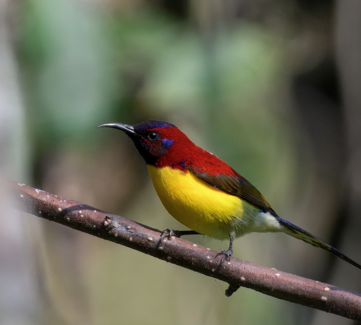 Mrs. Gould's Sunbird - ML644913987