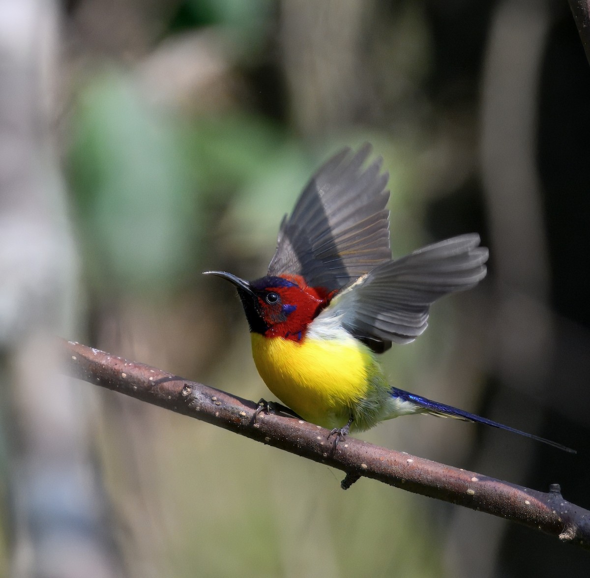 Mrs. Gould's Sunbird - ML644913988