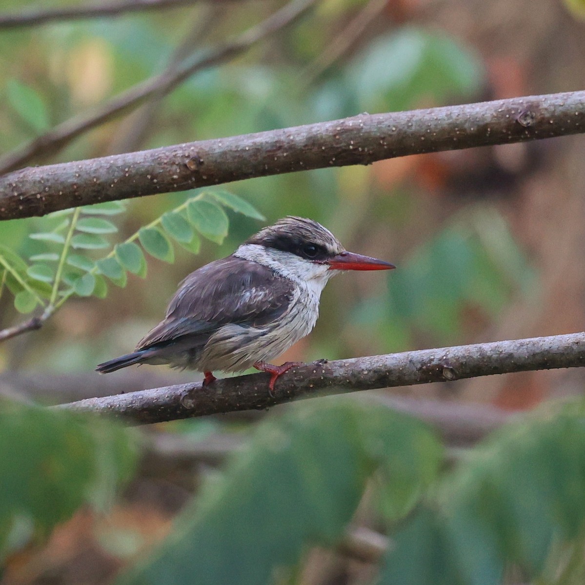 Striped Kingfisher - ML644913989