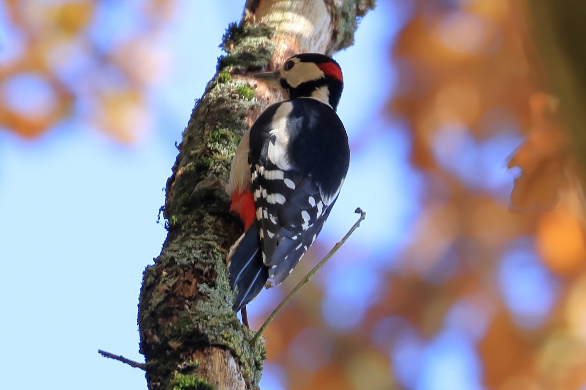 Great Spotted Woodpecker - ML644913991