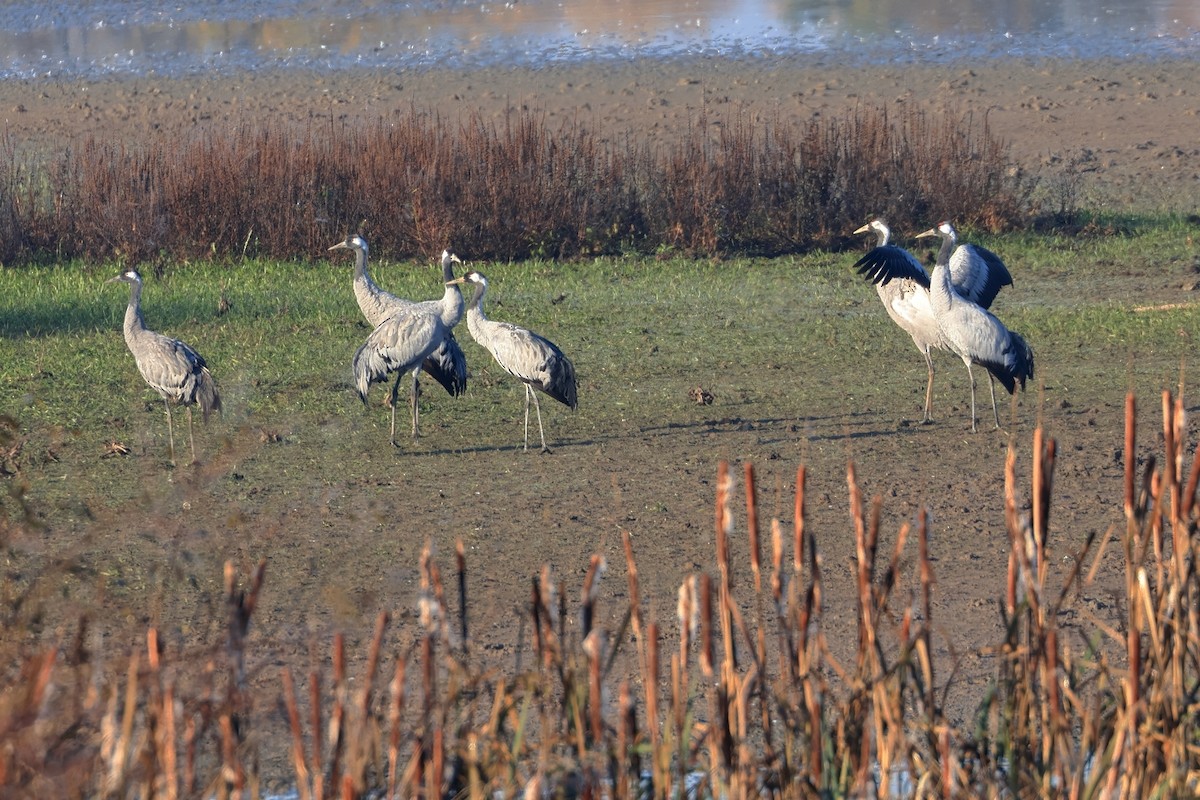 Common Crane - ML644914012