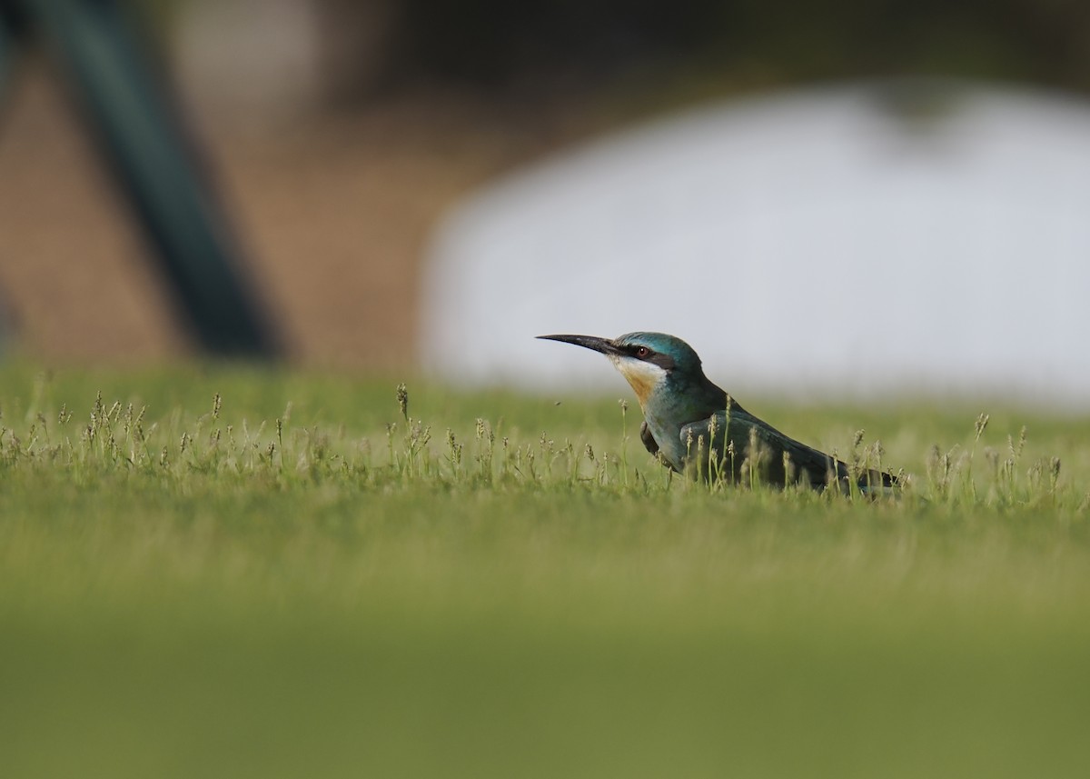 blåkinnbieter - ML644914013