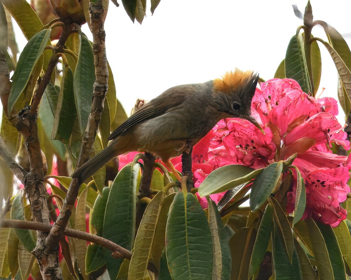 Rufous-vented Yuhina - ML644914015