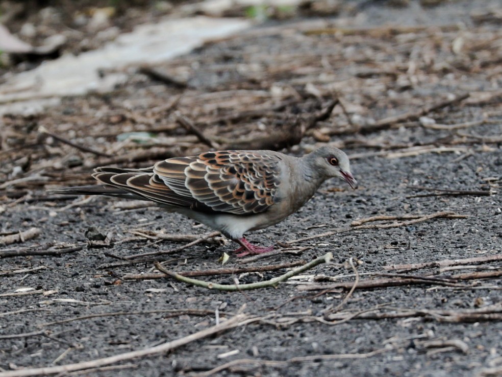 Oriental Turtle-Dove - ML644914023