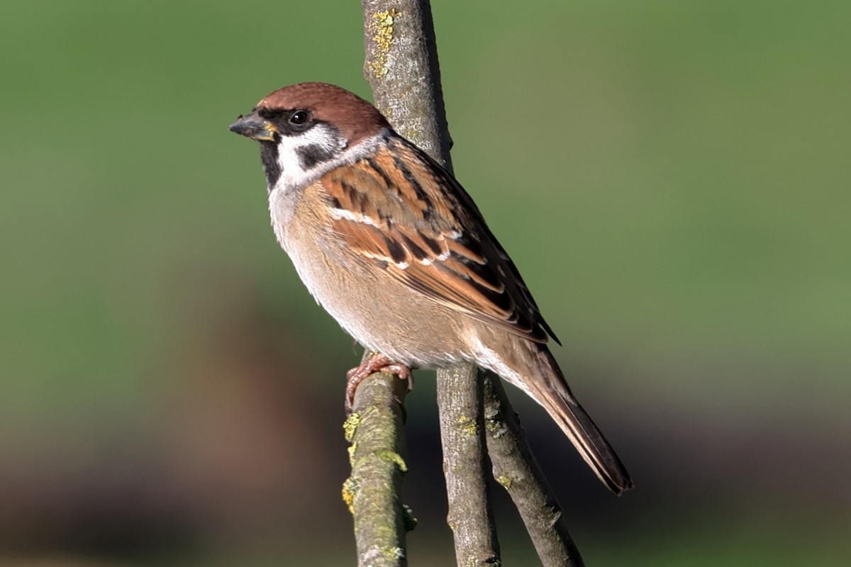 Eurasian Tree Sparrow - ML644914027