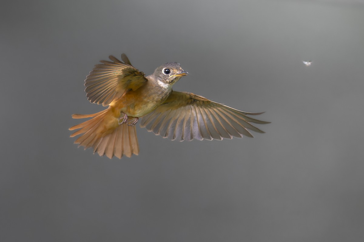 Ferruginous Flycatcher - ML644914030