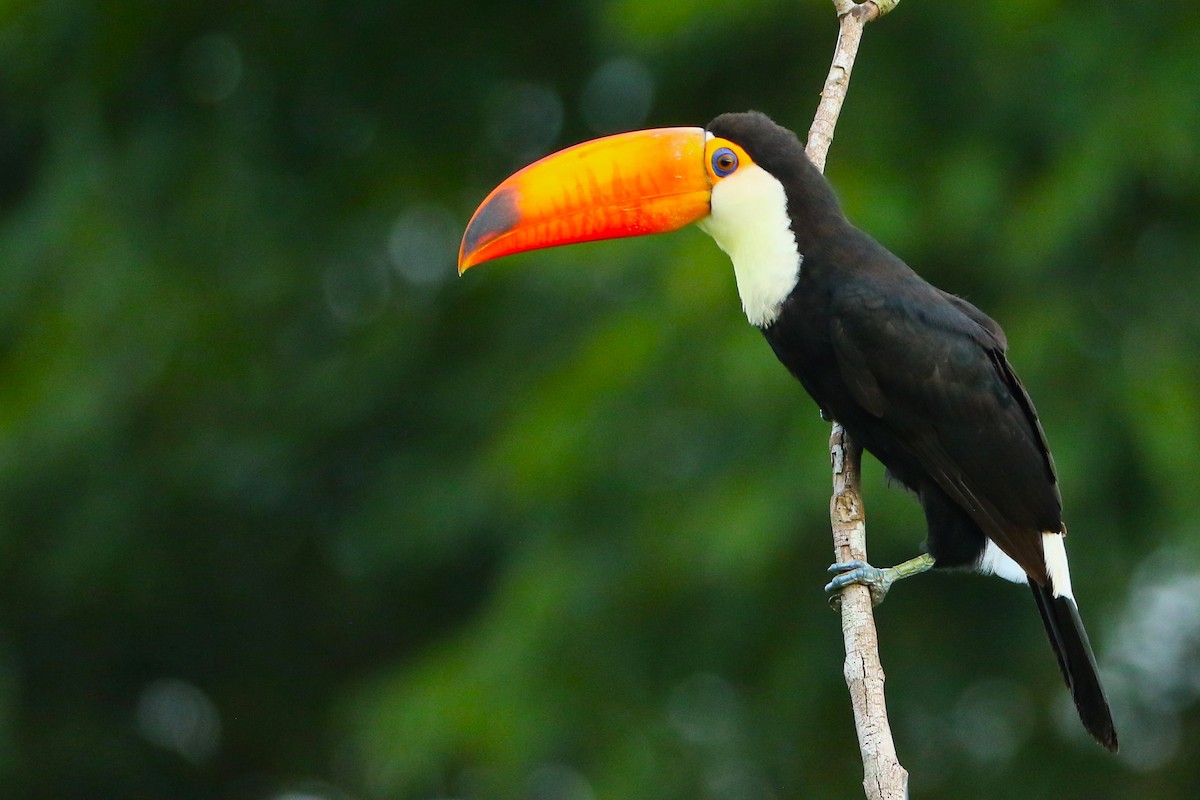 Toco Toucan - ML644914036