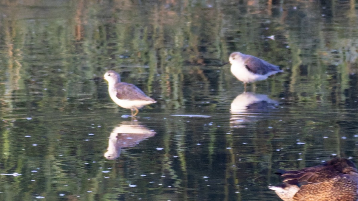 Marsh Sandpiper - ML644914053