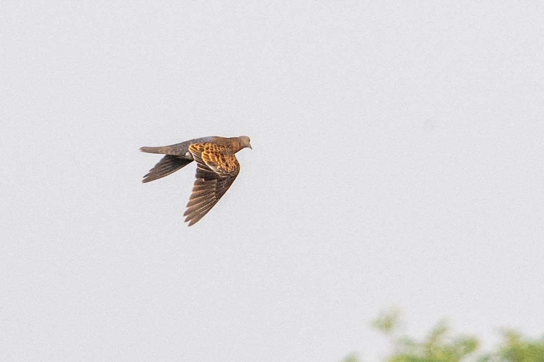 Oriental Turtle-Dove - ML644914067