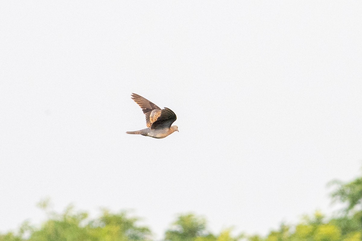 Oriental Turtle-Dove - ML644914068