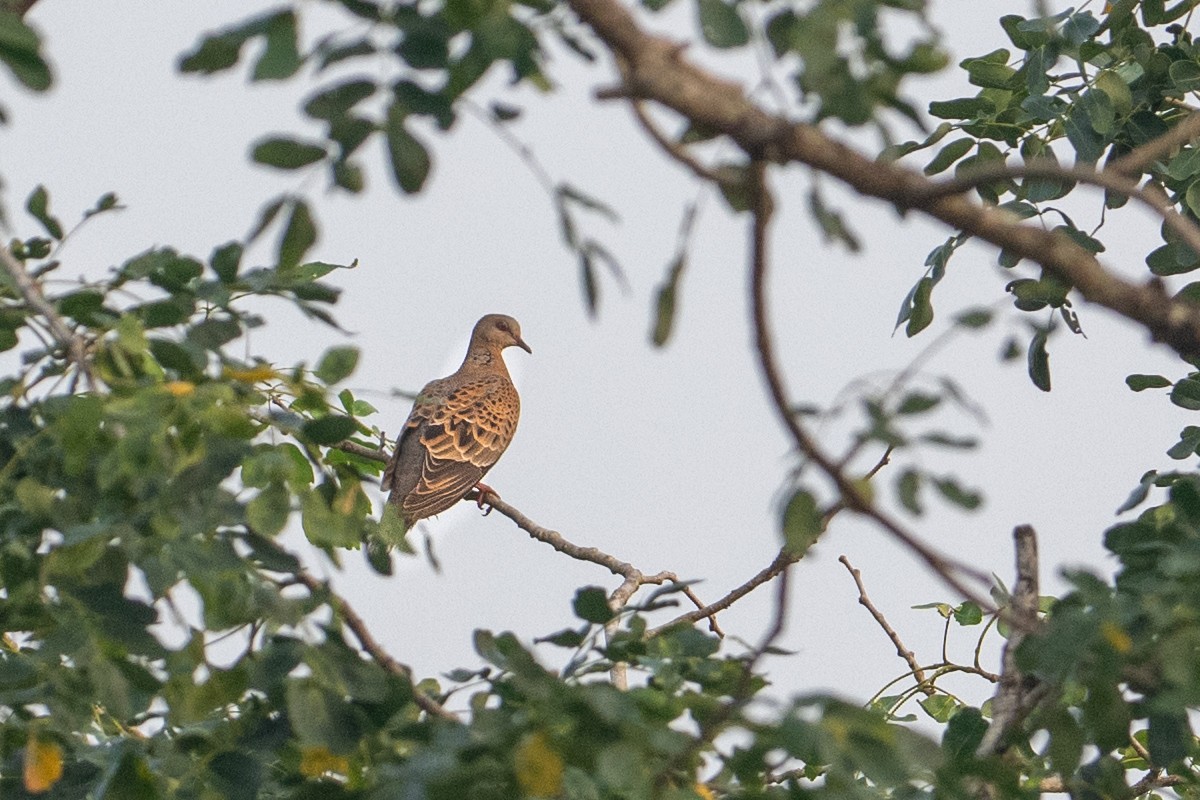 Oriental Turtle-Dove - ML644914069