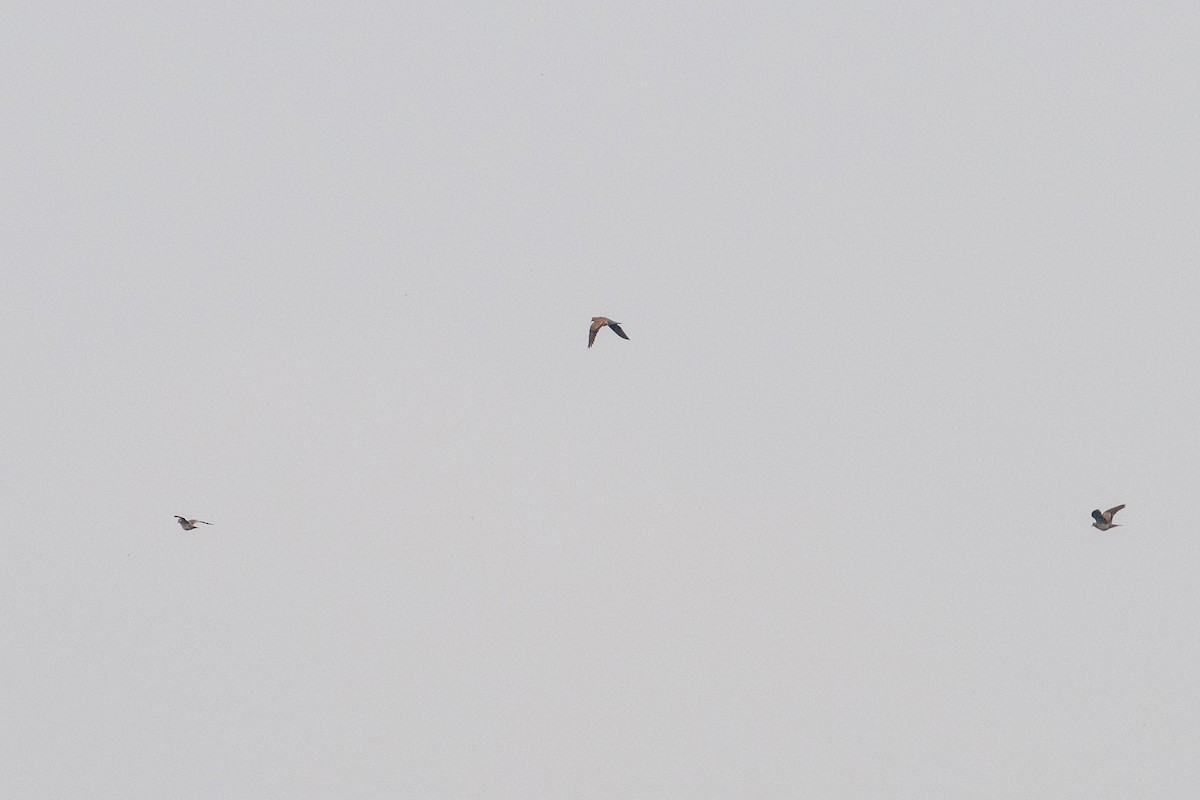 Oriental Turtle-Dove - ML644914070