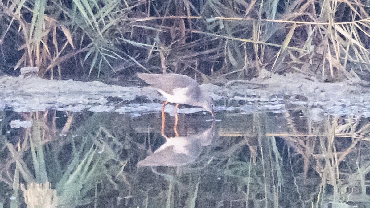 Common Redshank - ML644914076