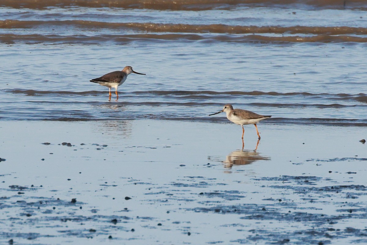 Terek Sandpiper - ML644914079