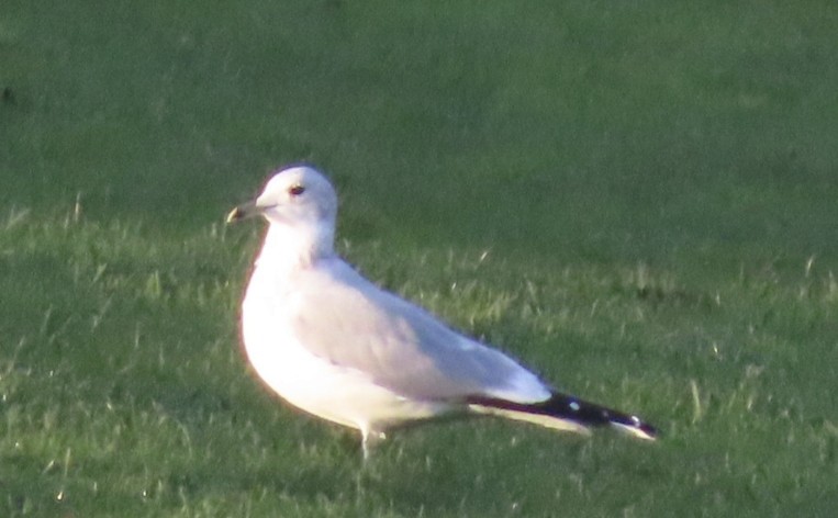 Common Gull - ML644914082