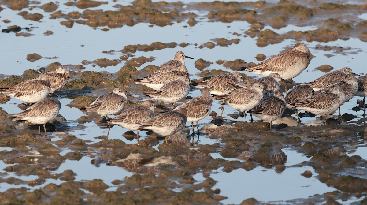 大濱鷸 - ML644914094