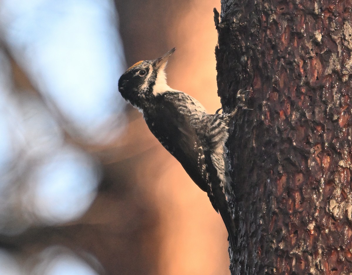 American Three-toed Woodpecker - ML644914096
