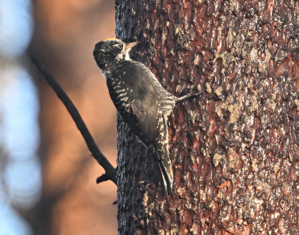 American Three-toed Woodpecker - ML644914097